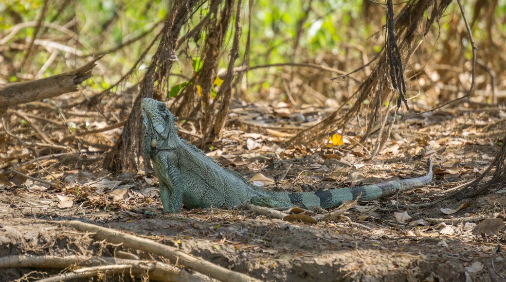 Iguana in riverbank of Brazilian Pantanal