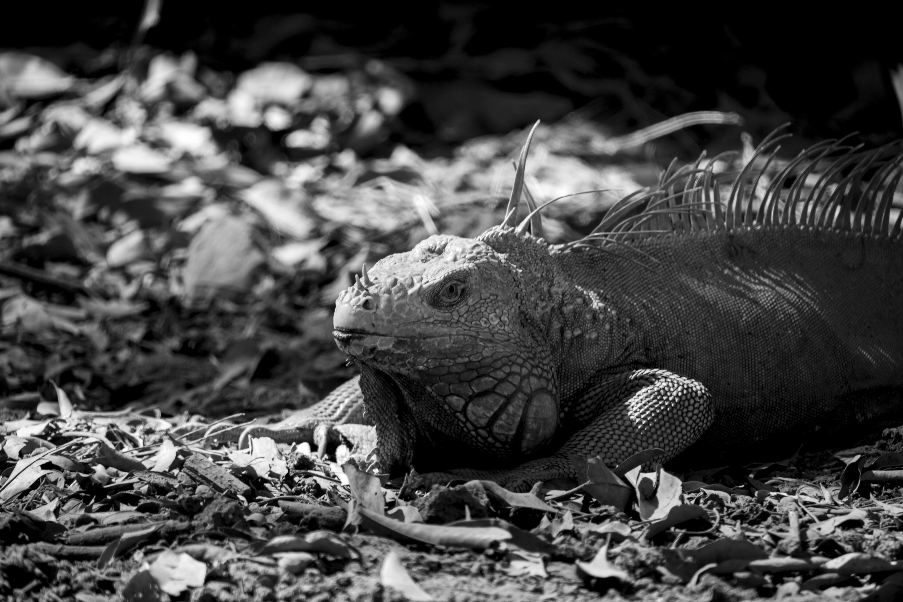 Grayscale picture of an Iguana resting after eating at "Auto Safari ChapÃ­n" in Escuintla, Guatemala.