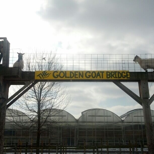 "The Golden Goat Bridge!"...just a part of the massive climbing apparatus for the pygmy goats in the petting zoo at Meadow View Growers garden center.