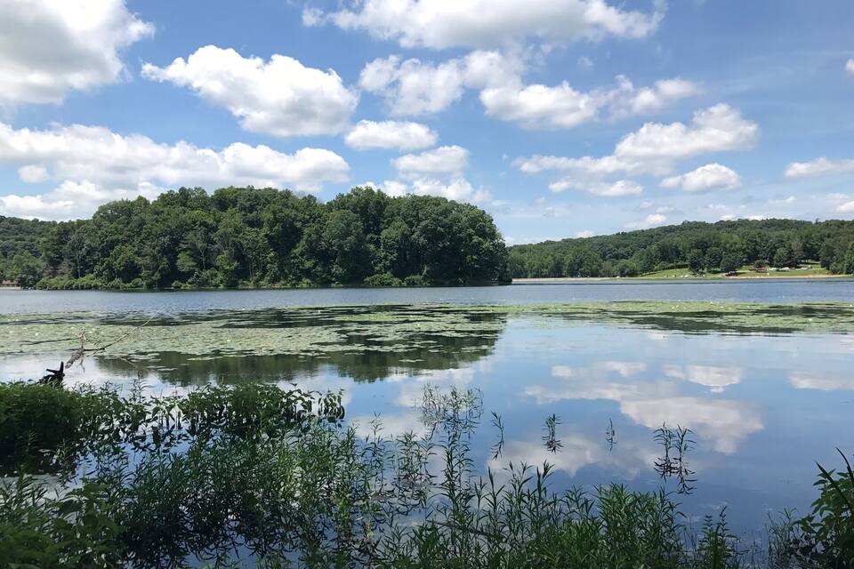 A calm lake with lily pads, surrounded by dense forest and a clear sky.