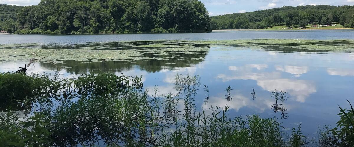 A calm lake with lily pads, surrounded by dense forest and a clear sky.