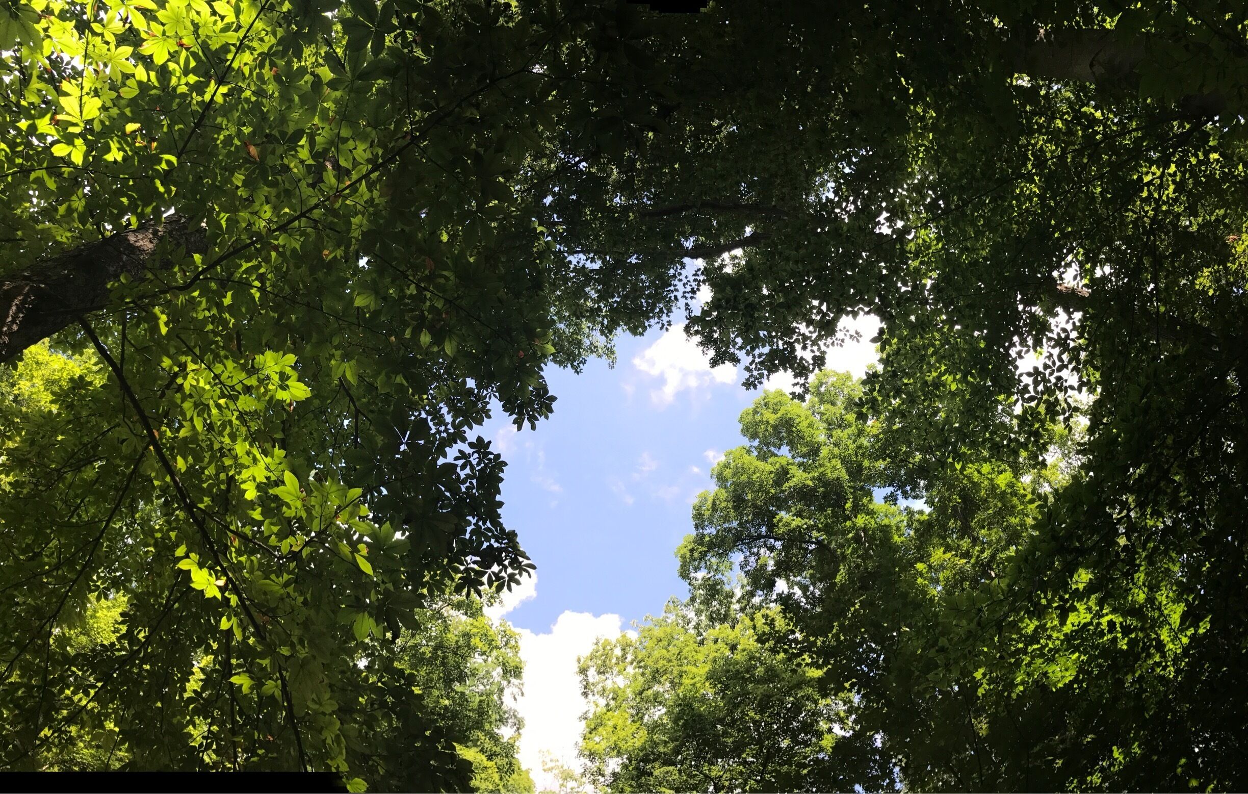 Look up 
#TakeAHike
#statepark
#Ohio 
#camping 
#hiking