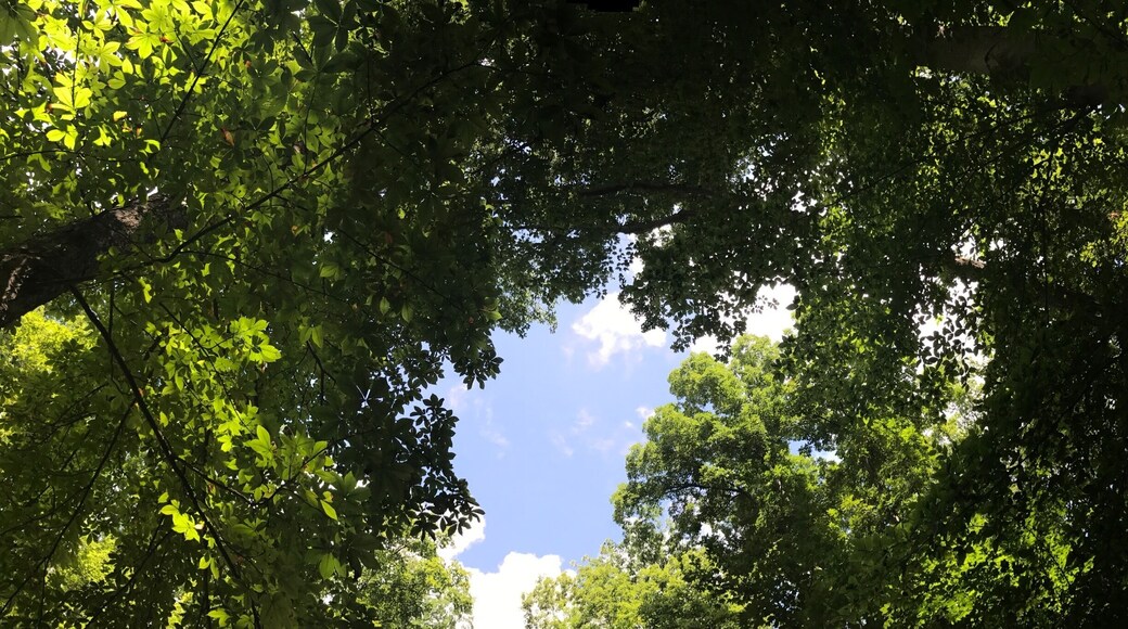 Look up
#TakeAHike
#statepark
#Ohio
#camping
#hiking