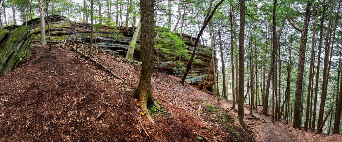 A forested area with a dirt path leading up a slope, surrounded by tall trees and rocky outcrops.