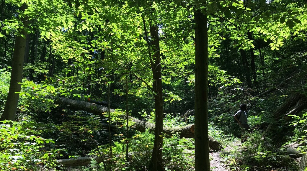 This tree completely blocks the normal path. You have to climb it or go wayyyy around in some weeds. It's worth it!
#trees #hiking #ohio #statepark #takeahike #camping