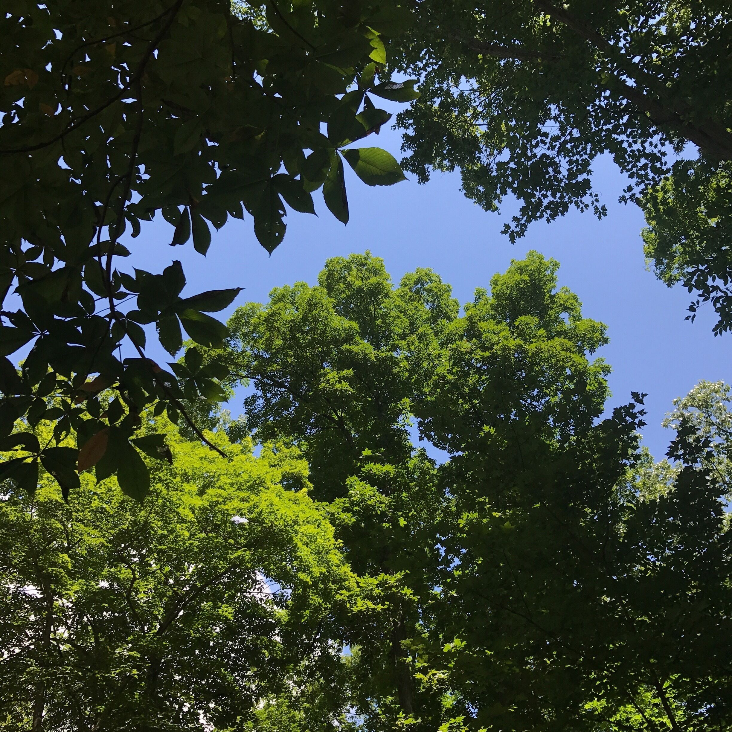 Sometimes you just need to stop, breathe and look up. #trees #stateparks #camping #camp