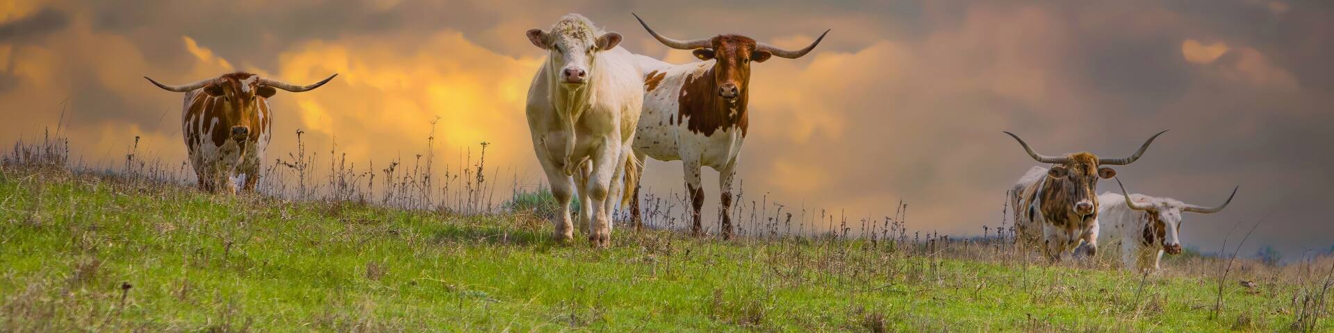 Texas longhorn cattle in a pasture in the Oklahoma panhandle.