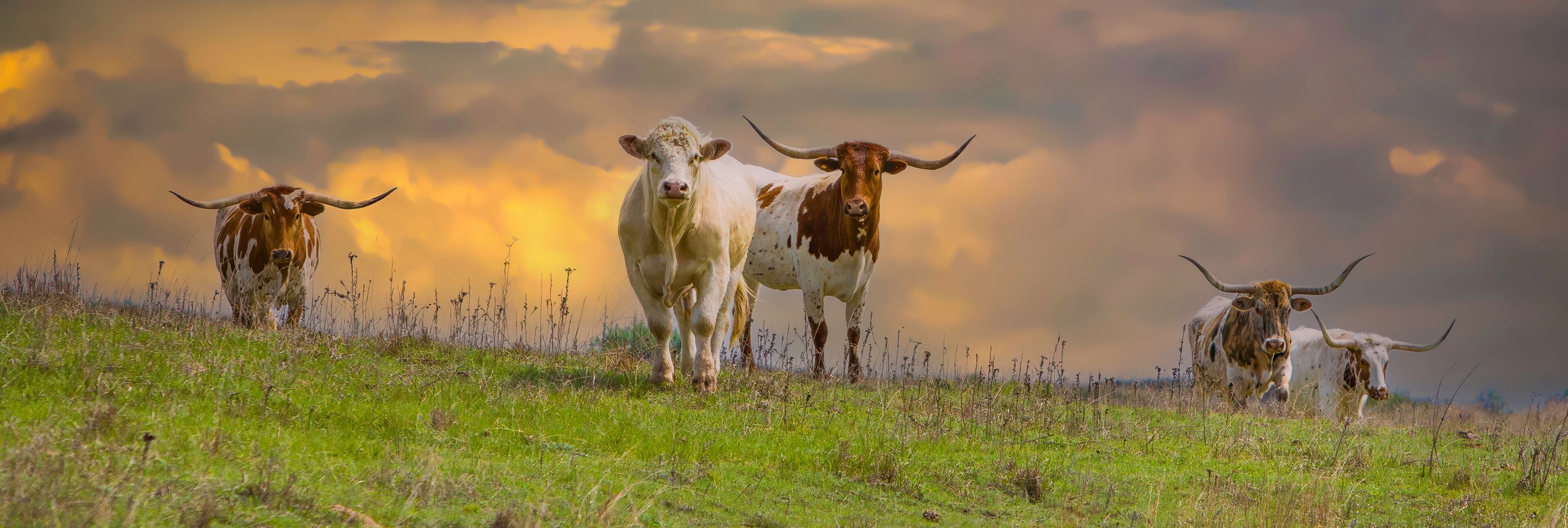 A herd of cattle on a grassy hill with a dramatic sunset sky.