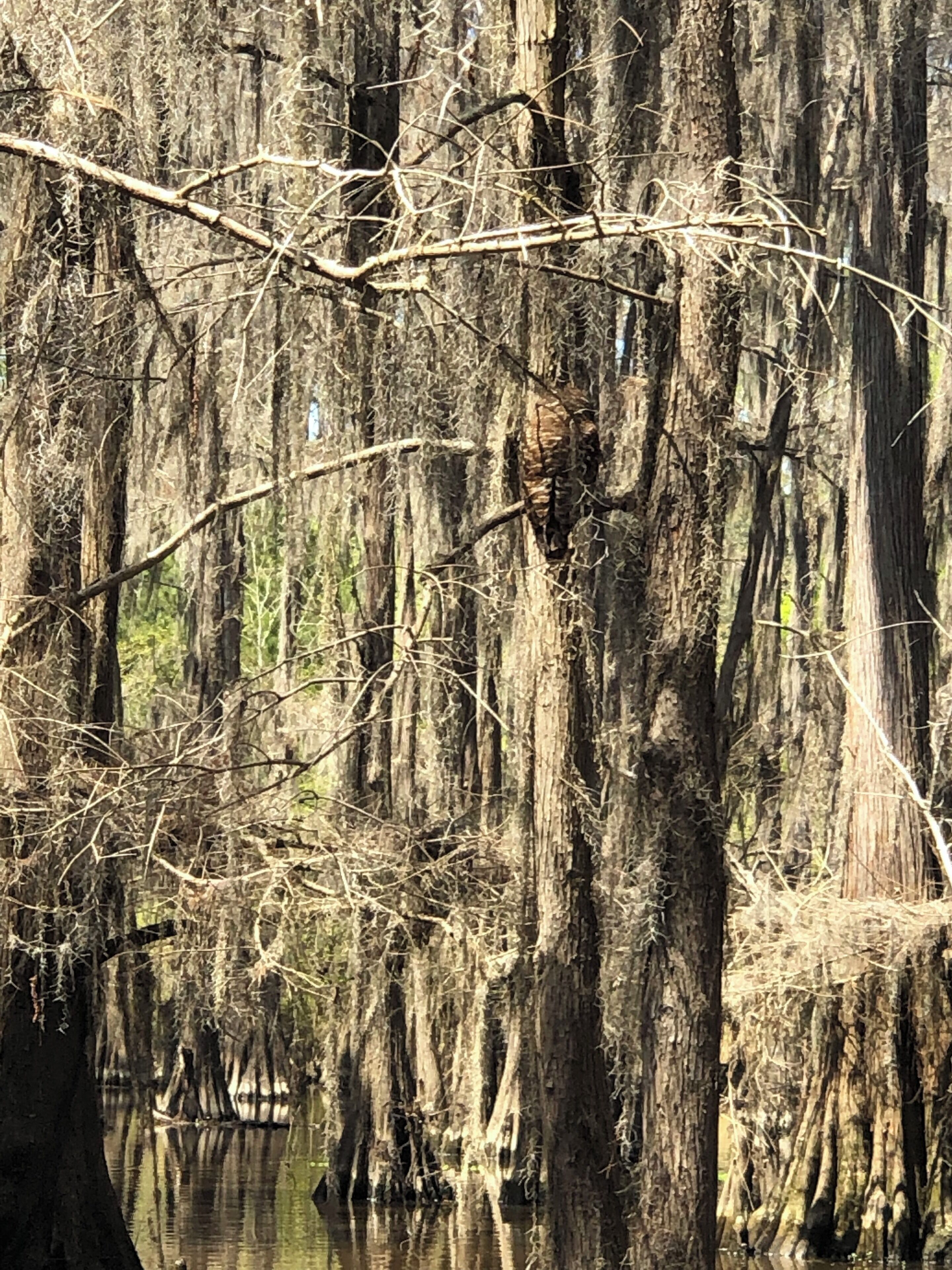 We loved this tour! The bayou is so beautiful, and almost otherworldly. Ron was a fantastic tour guide!
