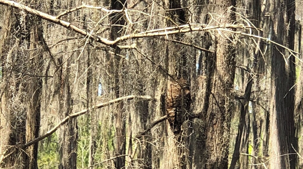 We loved this tour! The bayou is so beautiful, and almost otherworldly. Ron was a fantastic tour guide!