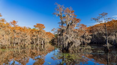 Sunny view of Caddo Lake State Park stunning fall colors.