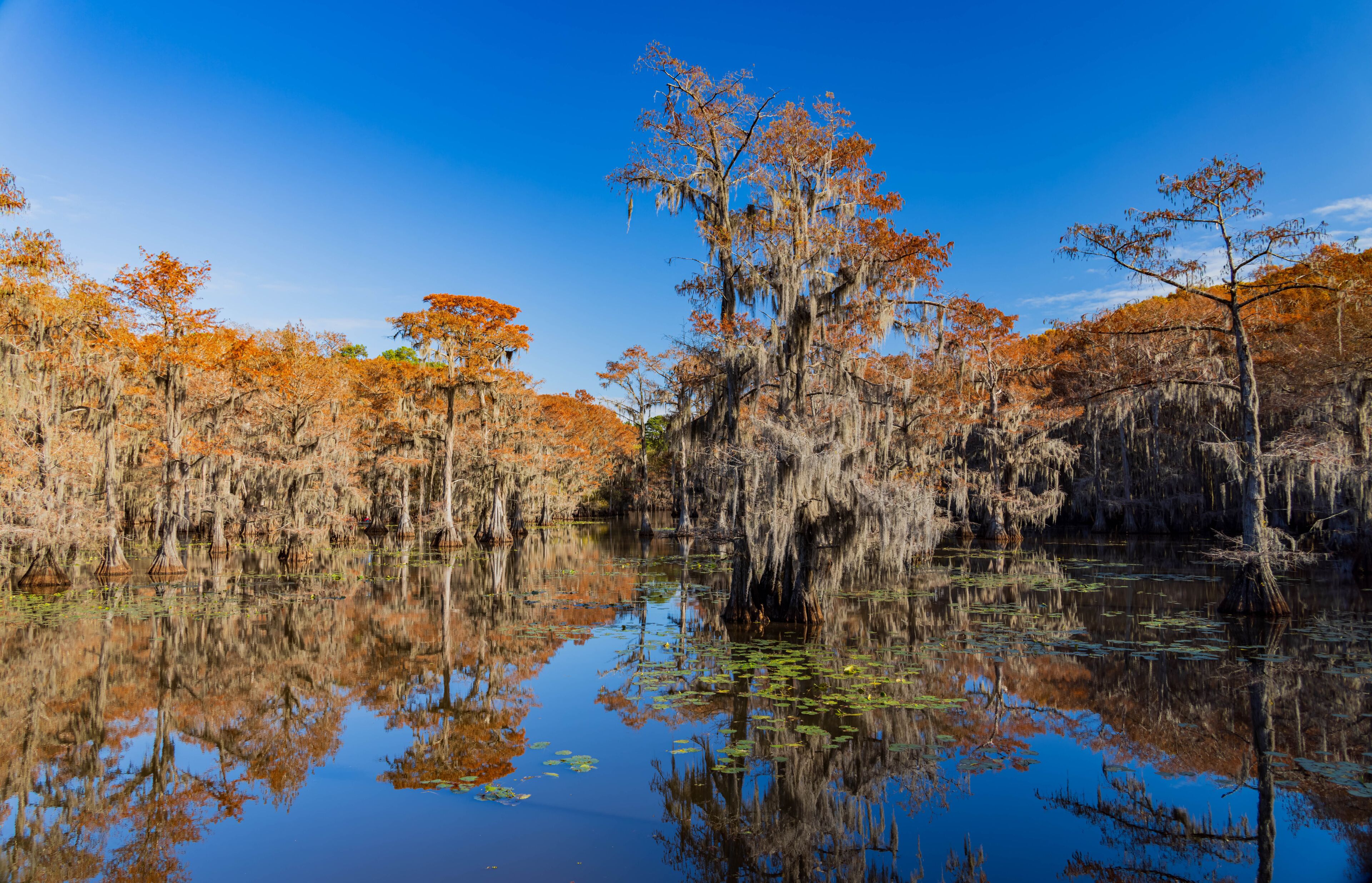 A swamp with reflective water, trees with Spanish moss, and a clear blue sky.