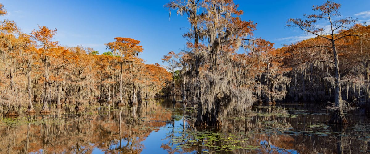 A swamp with reflective water, trees with Spanish moss, and a clear blue sky.