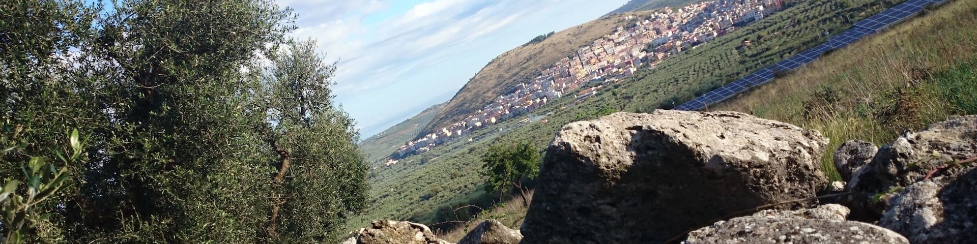 Olive trees in Carpino