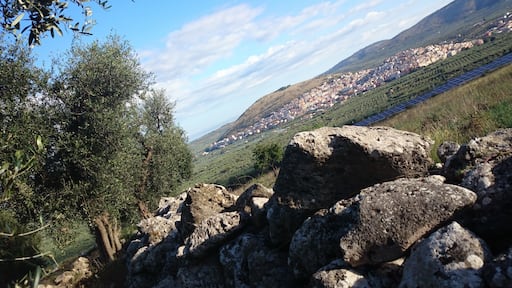 Olive trees in Carpino