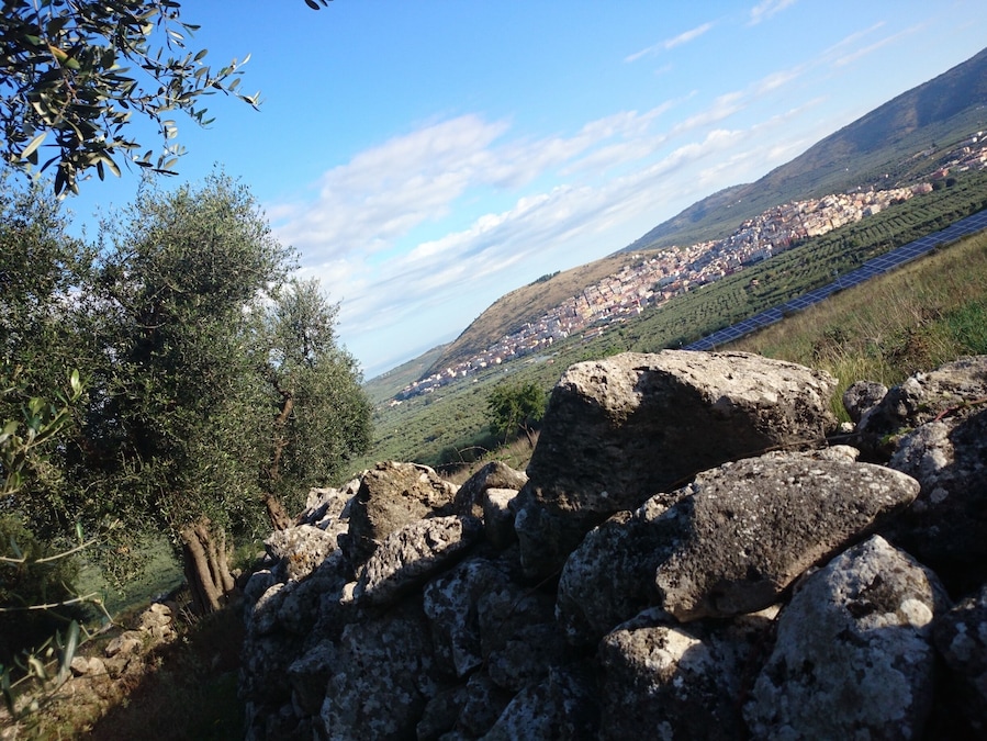 Olive trees in Carpino