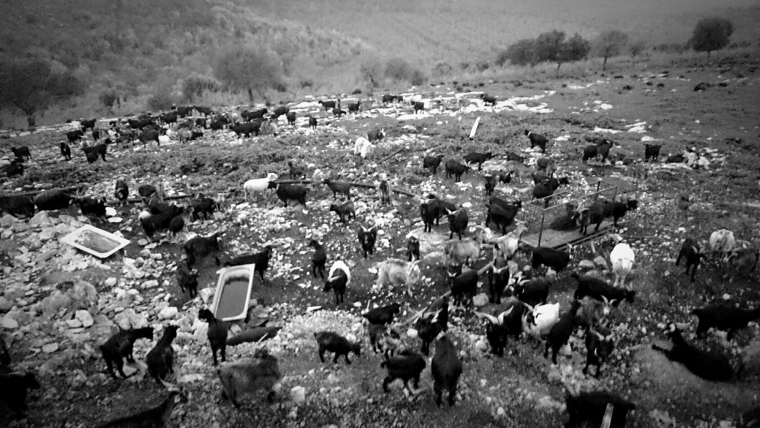 Capre nere garganiche, il tempo è fermo #Carpino #Gargano #Puglia #weareinpuglia
