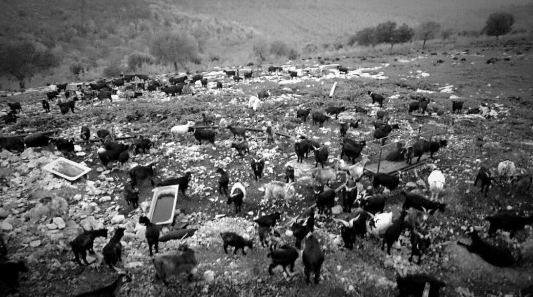 Capre nere garganiche, il tempo è fermo #Carpino #Gargano #Puglia #weareinpuglia