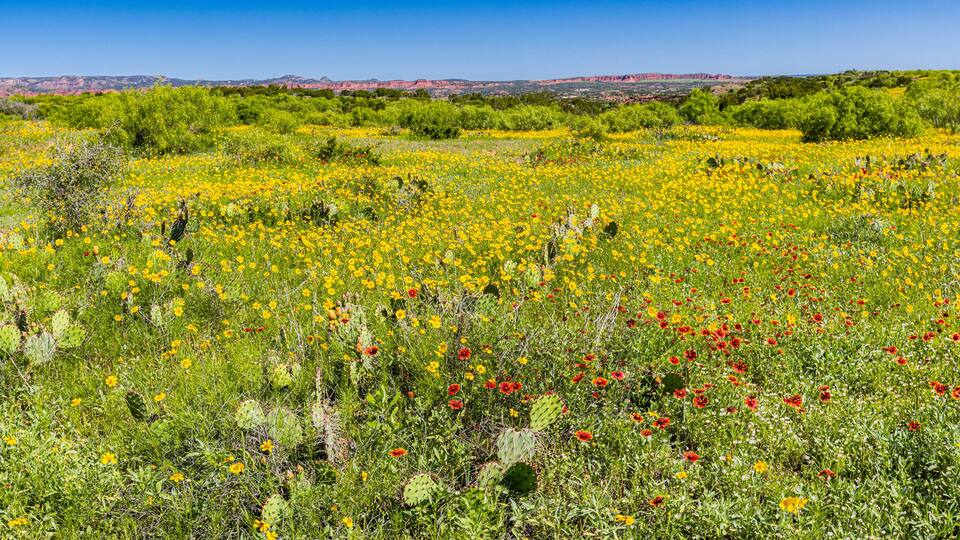 A field of yellow and red flowers with green shrubs and cacti, under a clear blue sky.