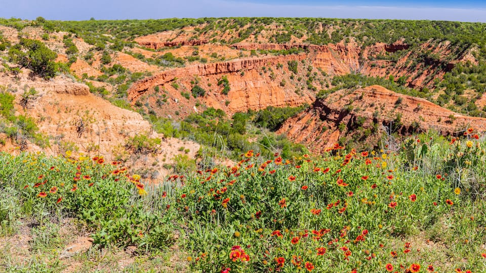 A desert landscape with red rock formations and a field of red flowers.