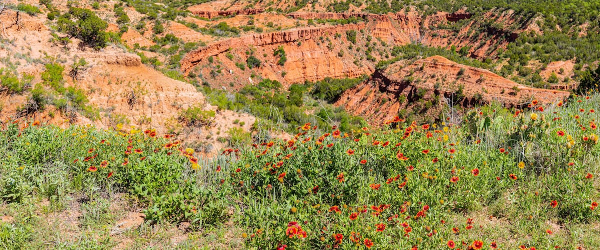 Texas Wildflowers on The Rim of Holmes Creek Canyon, Caprock Canyon State Park, Quitaque, Texas, USA