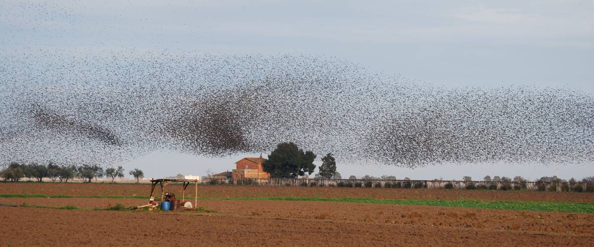 A field with a flock of birds flying overhead, a tractor, and a building in the background.
