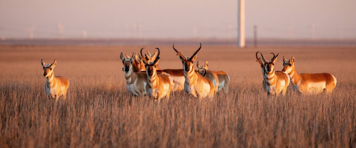 Pronghorn herd near the wind turbines