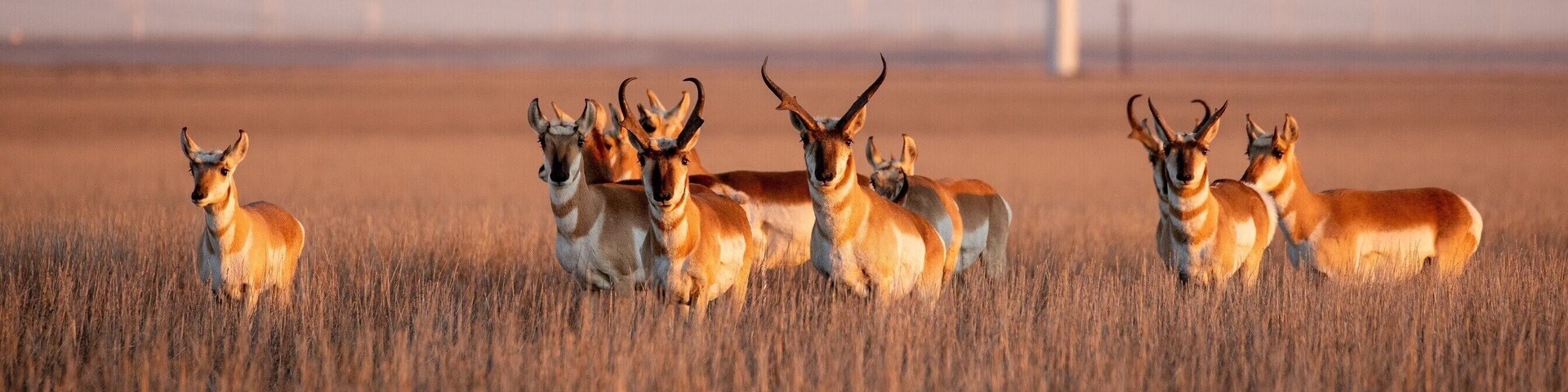 Pronghorn herd near the wind turbines