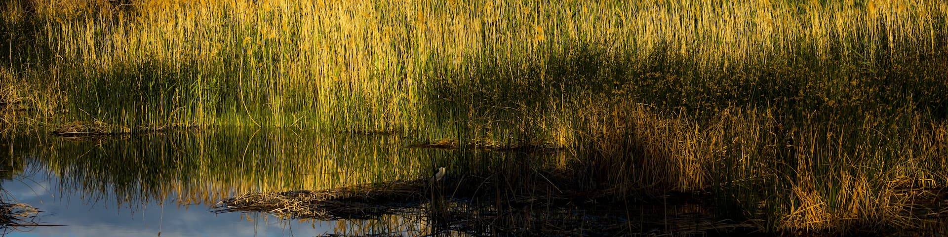 Irrigon Hatchery and Nature Sanctuary on Columbia River, Irrigon, Oregon, Morrow County