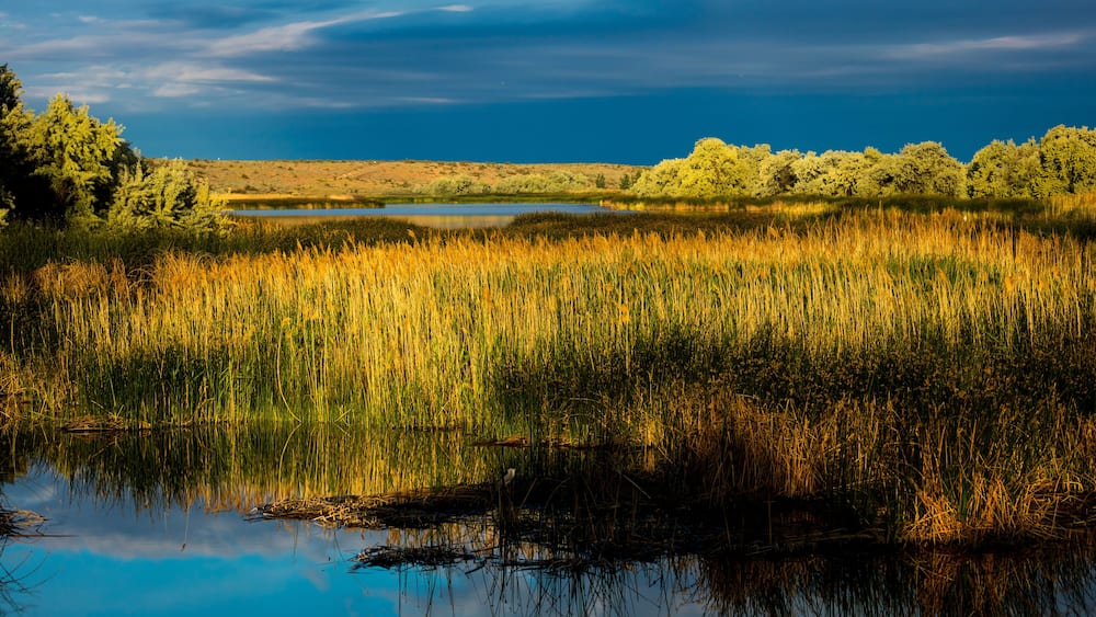 A calm lake surrounded by tall reeds and trees under a cloudy sky.