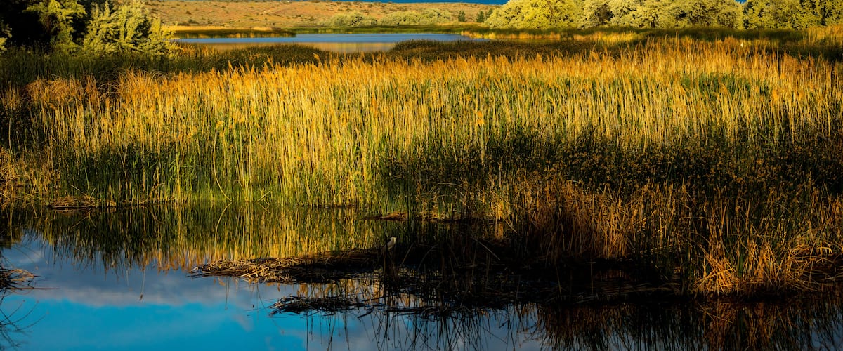 A calm lake surrounded by tall reeds and trees under a cloudy sky.