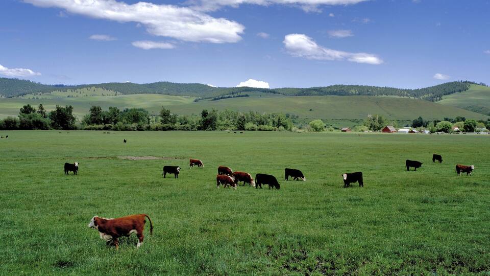 A green field with cows grazing, a clear blue sky, and hills in the background.