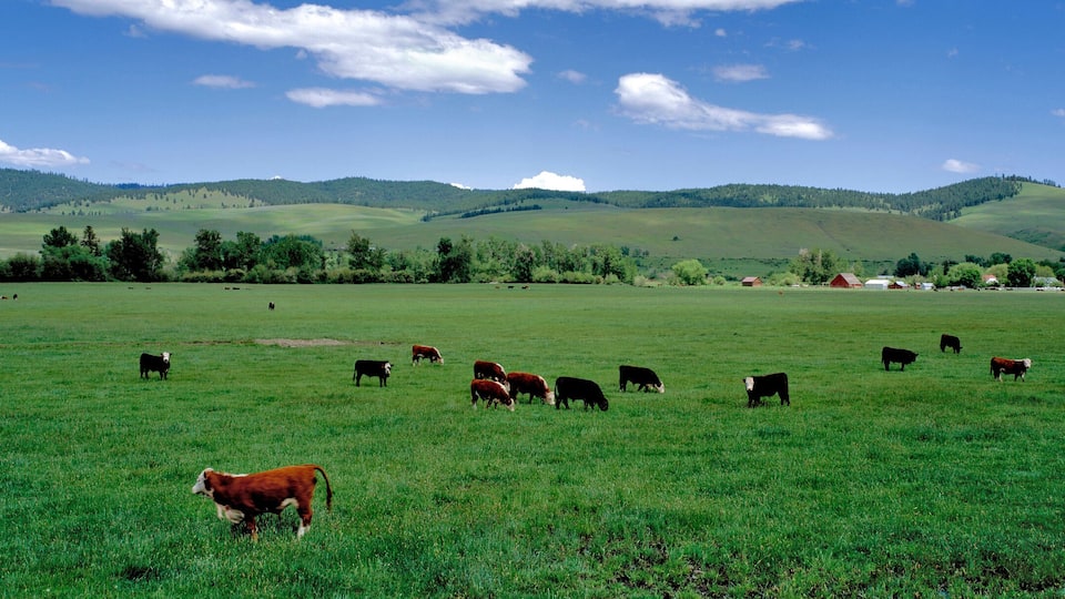 A green field with cows grazing, a small red barn, and rolling hills in the background.
