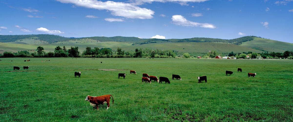 A green field with cows grazing, a small red barn, and rolling hills in the background.