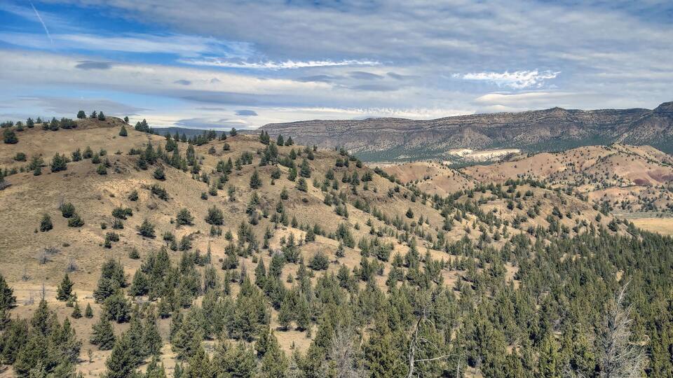 A mountainous landscape with scattered coniferous trees and a distant town.