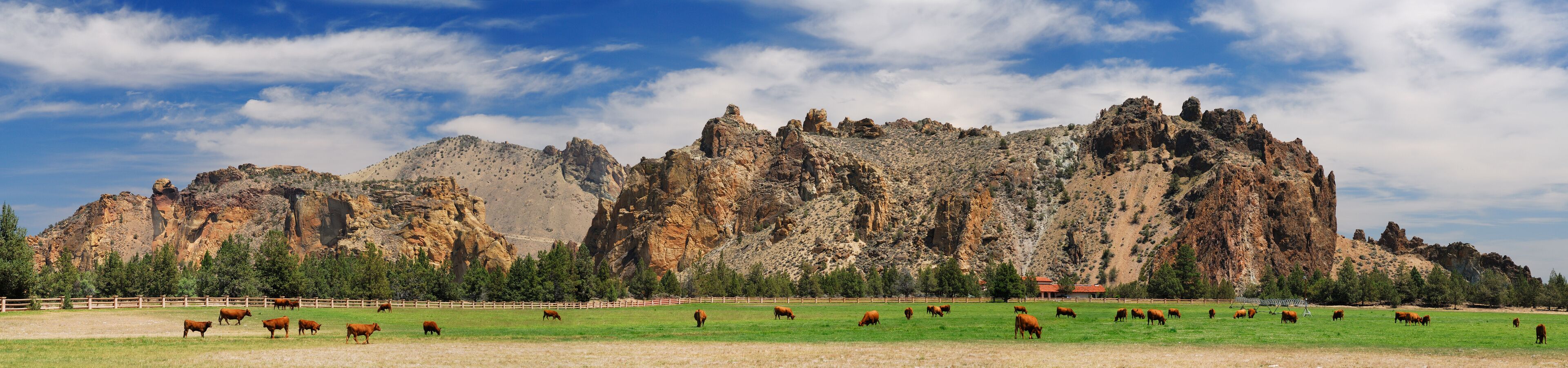 Herd of cattle grazing on a ranch at Smith Rock Oregon