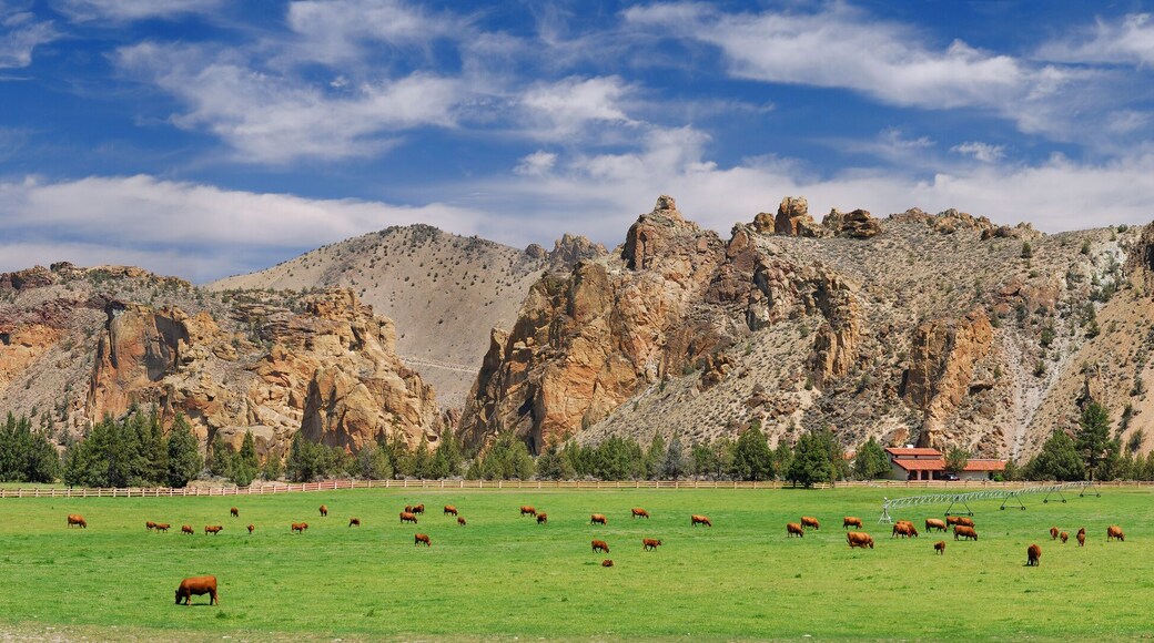Herd of cattle grazing in a pasture at Smith Rock Oregon