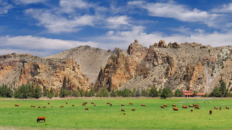 A green field with cattle and a mountainous landscape in the background.