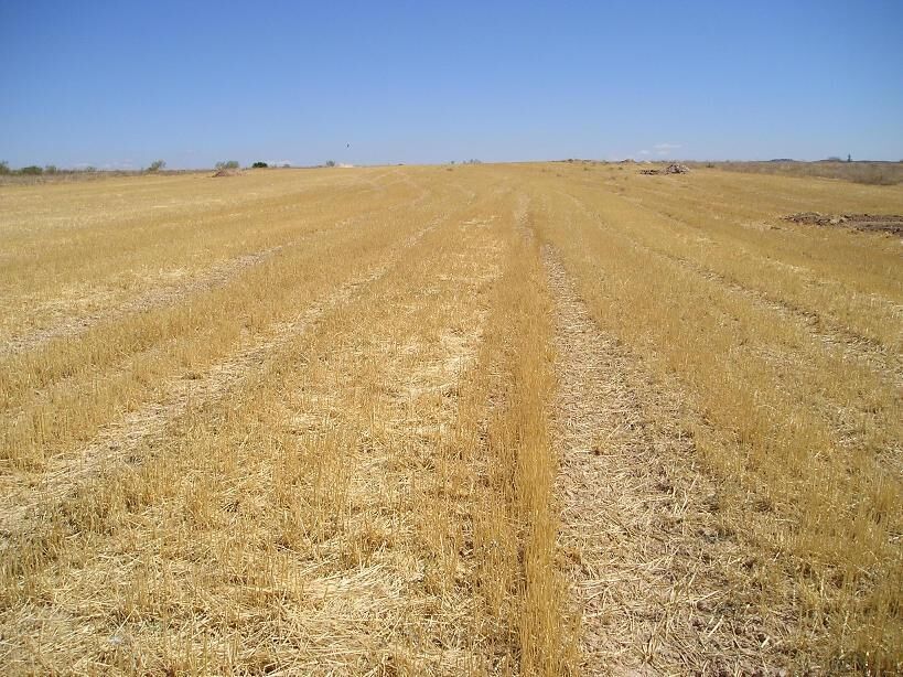 A vast, dry field with parallel rows of crops under a clear blue sky.