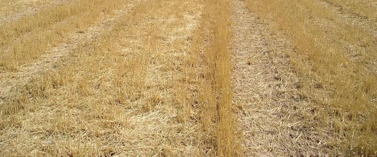 A vast, dry field with parallel rows of crops under a clear blue sky.