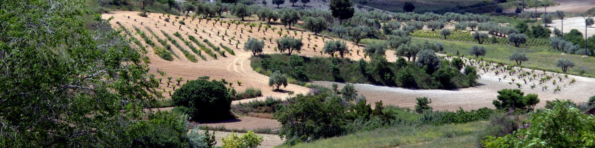Olivos y vides