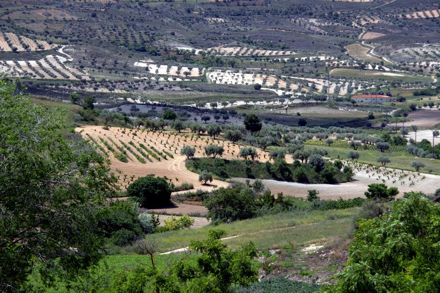 Olivos y vides