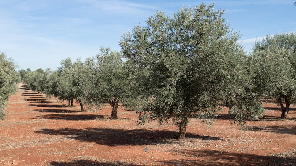 Olivar en otoño