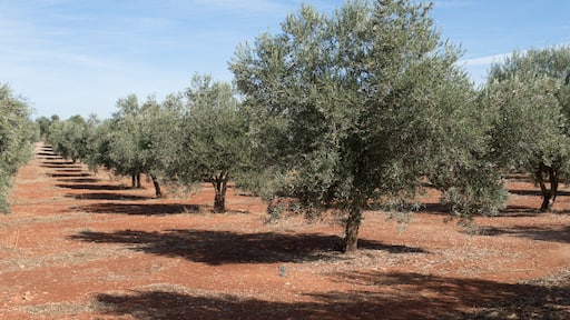 Villarejo de Salvanés