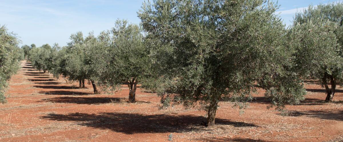 An olive grove with rows of trees under a clear sky.