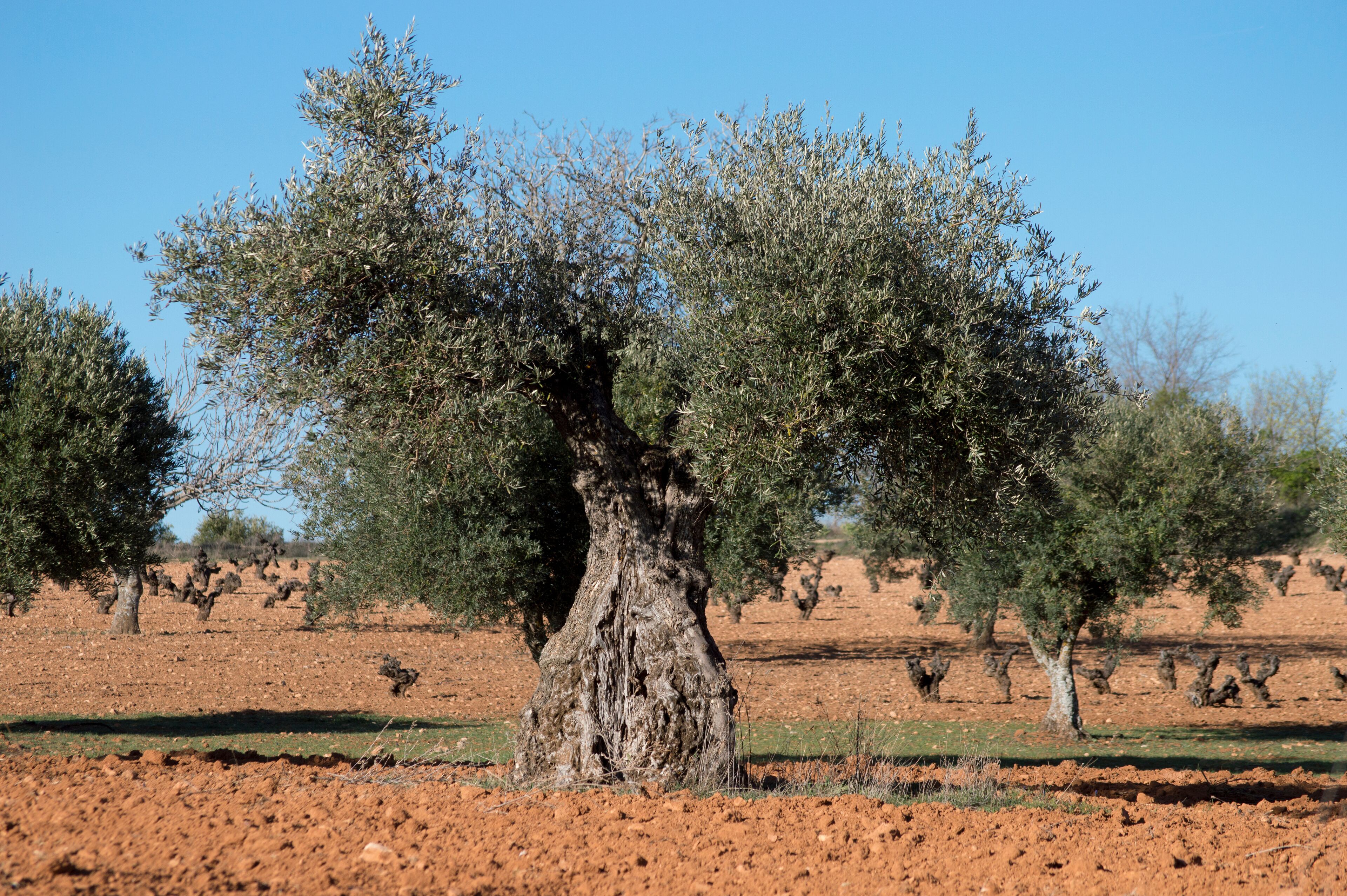 Olivo milenario