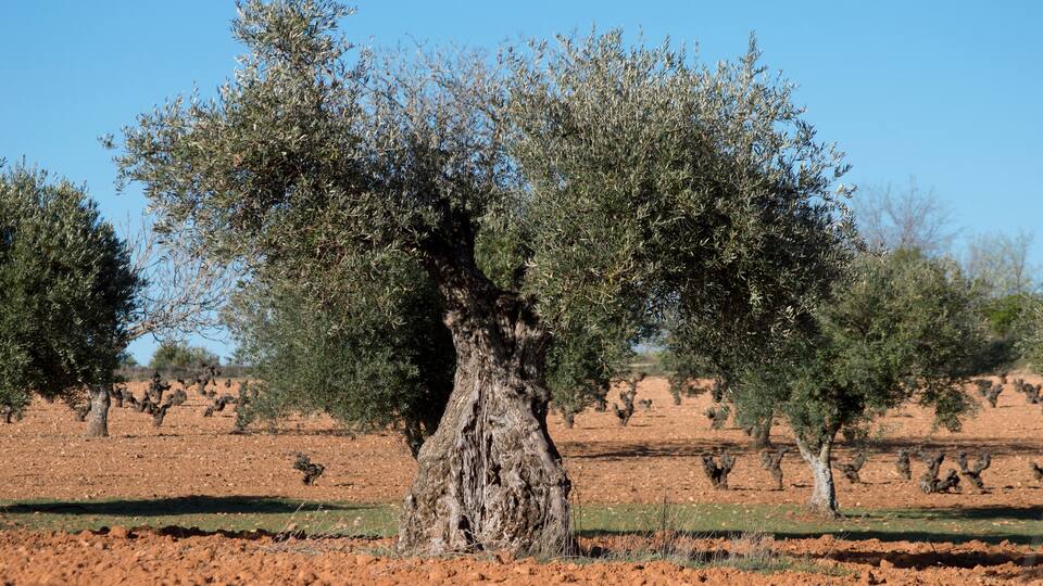 Olivo milenario