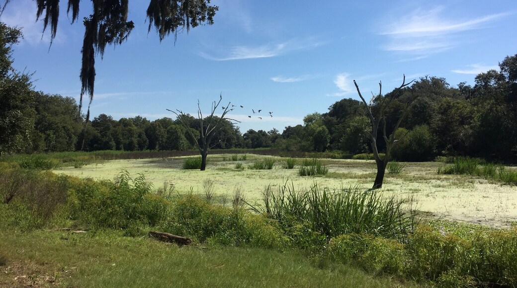 Horseshoe lake loop trail in Brazos Bend State Park. Incredible place to watch wetlands birds from the shade beneath Spanish moss draped cypress trees.