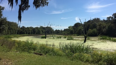 Horseshoe lake loop trail in Brazos Bend State Park. Incredible place to watch wetlands birds from the shade beneath Spanish moss draped cypress trees.