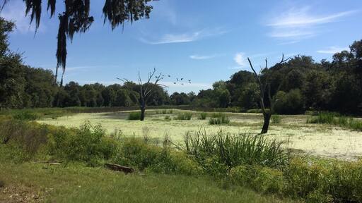 Horseshoe lake loop trail in Brazos Bend State Park. Incredible place to watch wetlands birds from the shade beneath Spanish moss draped cypress trees.